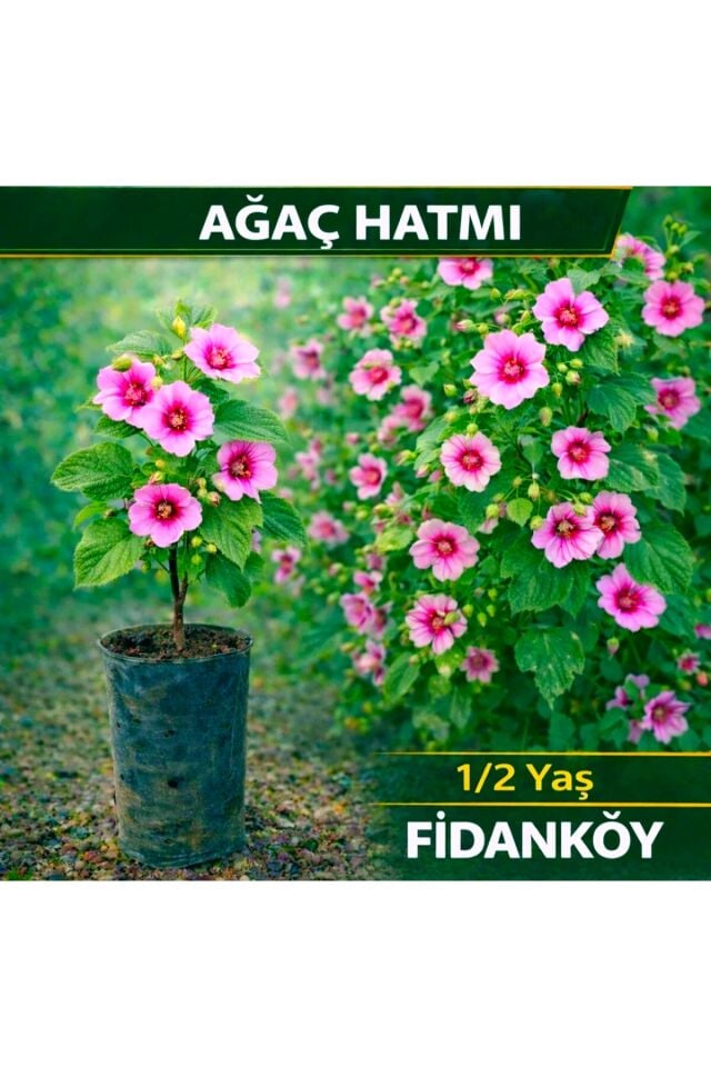 Ağaç hatmi çiçeği fidanı saksılı