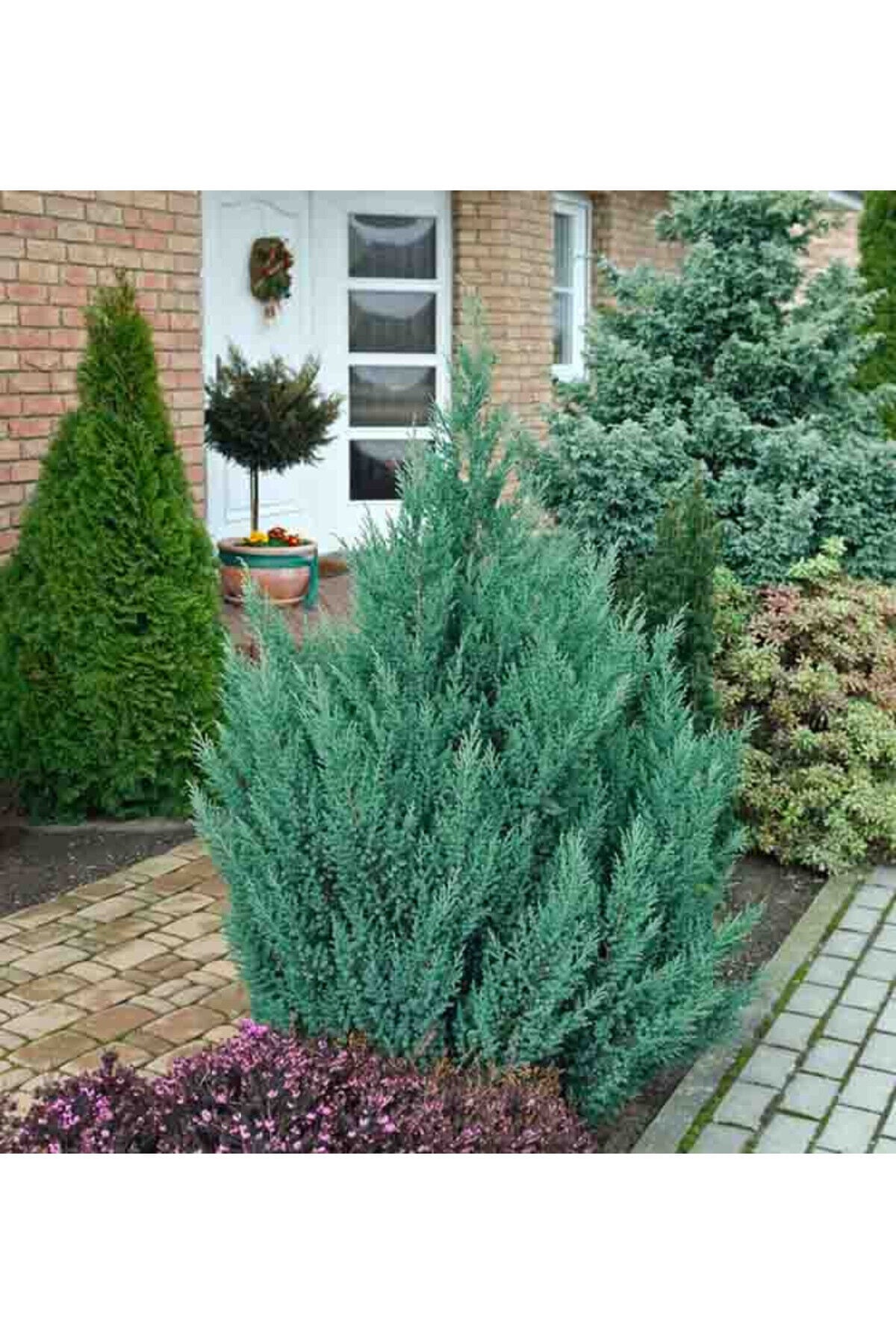 Boylu ardıç tüplü nadir bitki juniperus stricta