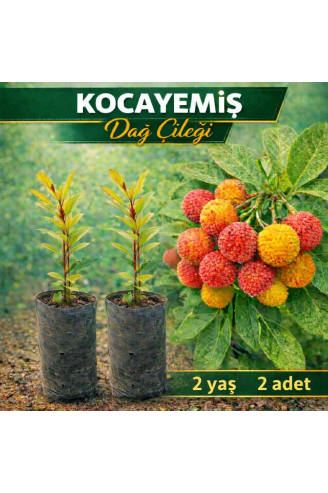 Kocayemiş Dağ çileği büyük tüplü 2 yaş 2 adet