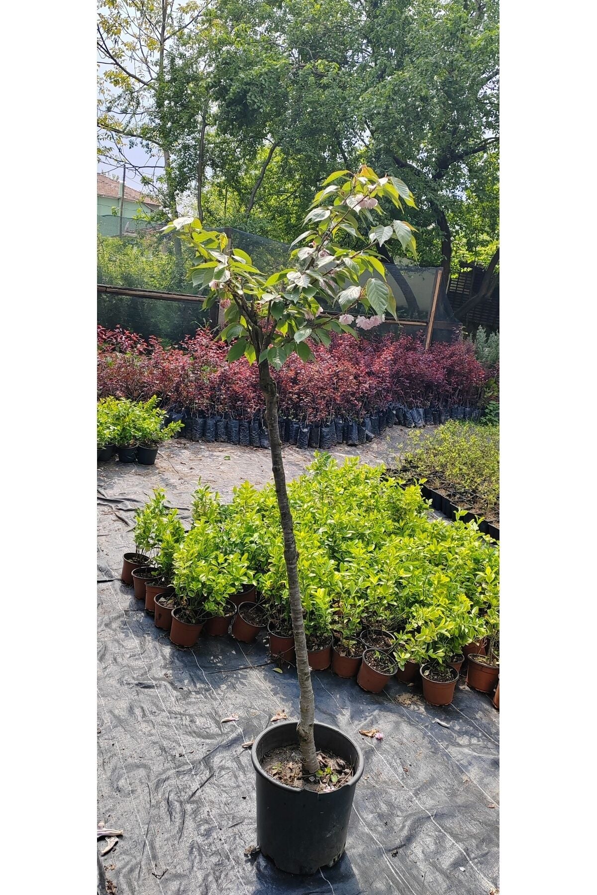Köy Japon Kirazı Sakura Saksılı