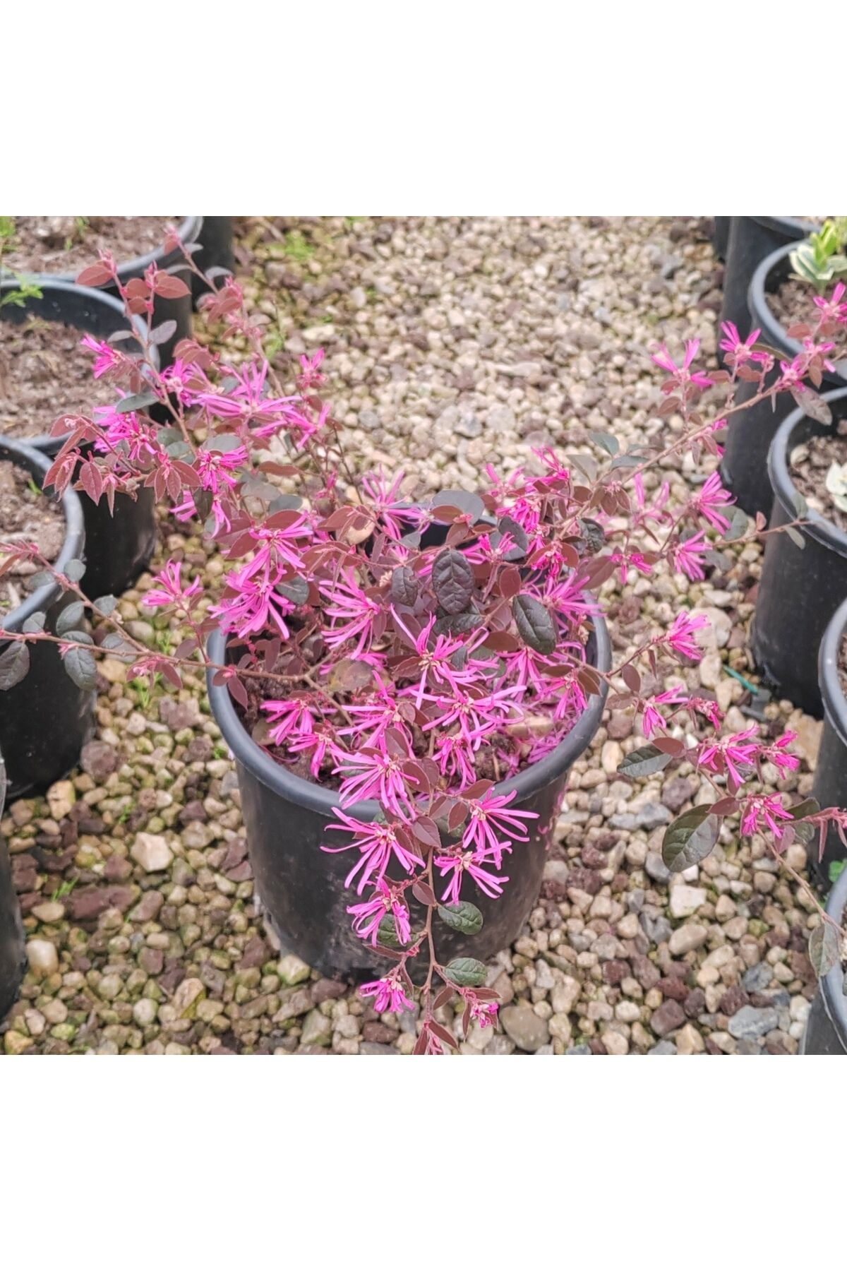 Lorepetalum saksılı