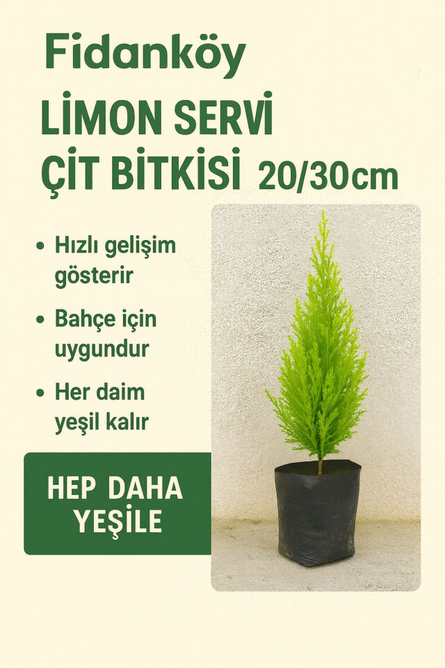 Limon Çamı Limon Servi Fidanı Büyük Tüplü