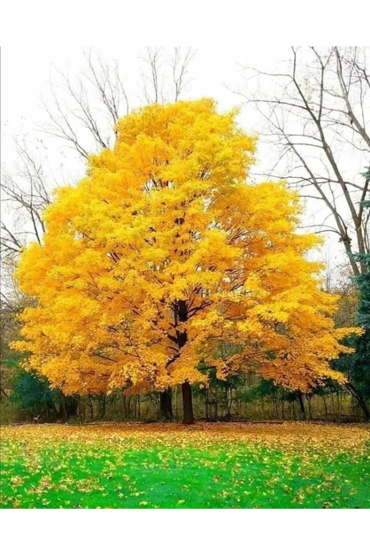 Mabed Ağacı - Ginko Biloba Tüplü Nadir Bitki
