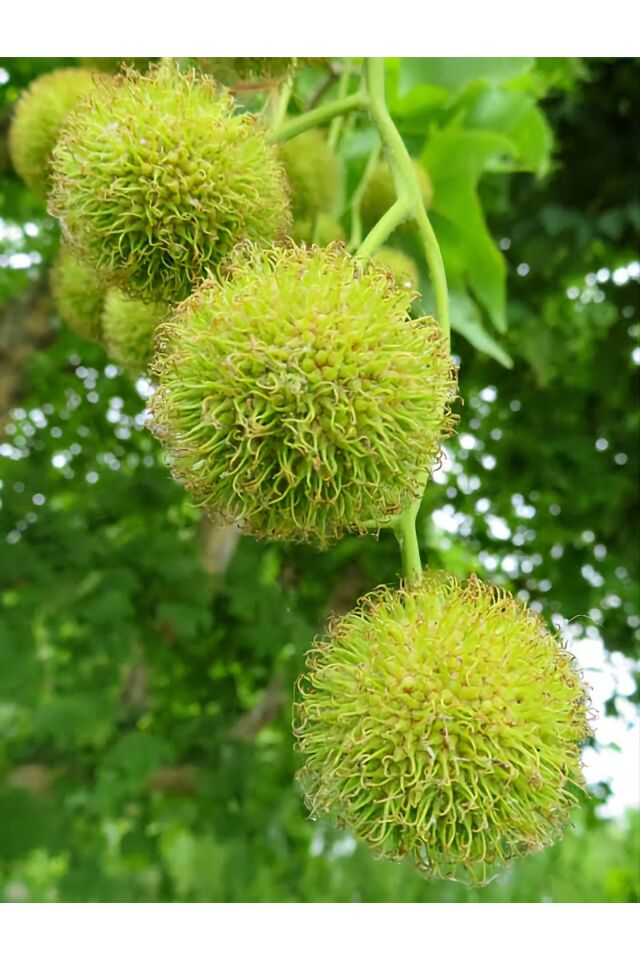 ÇINAR AĞACI