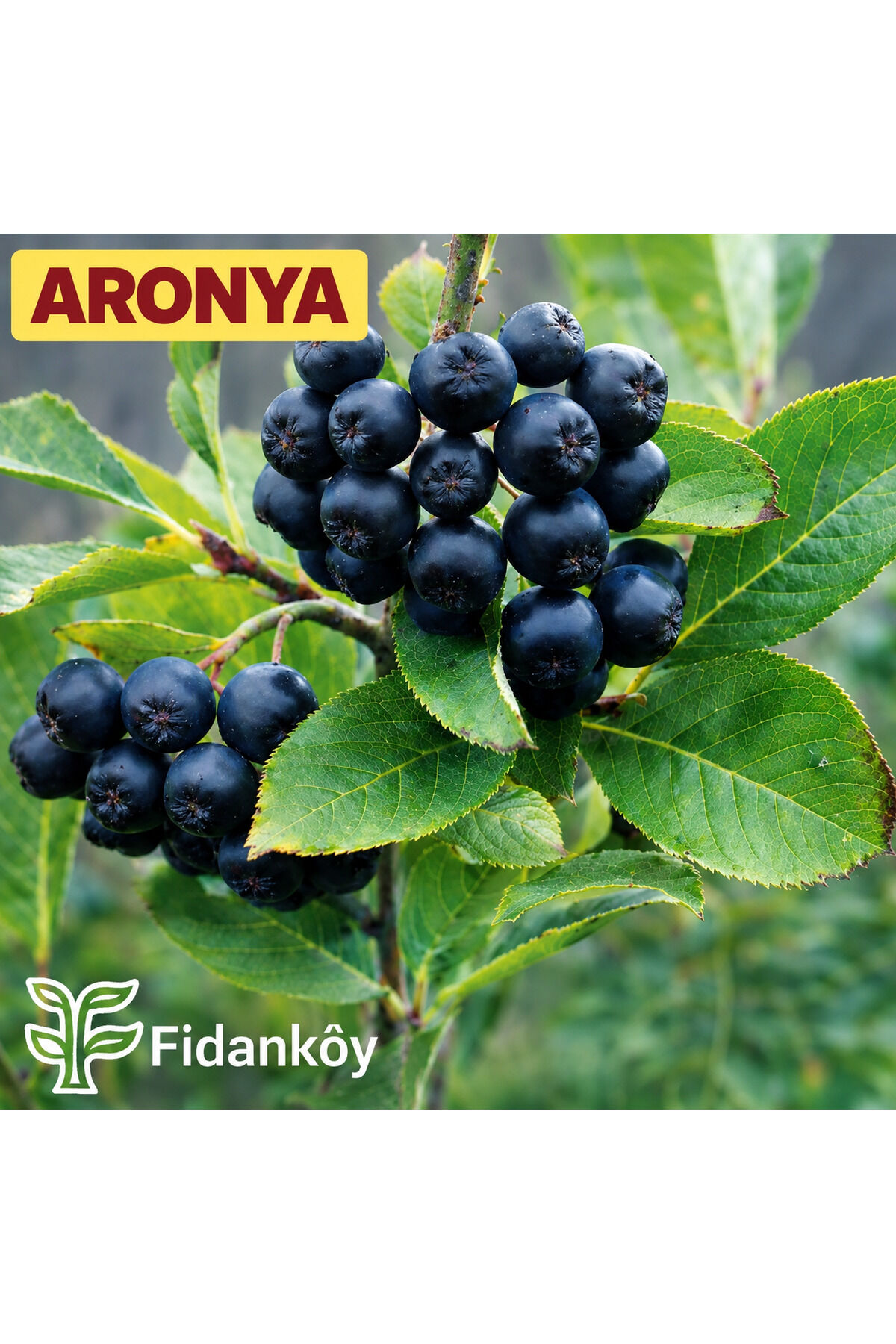 Köy Aronya buyuk tüplü bahçe kurulumuna uygun