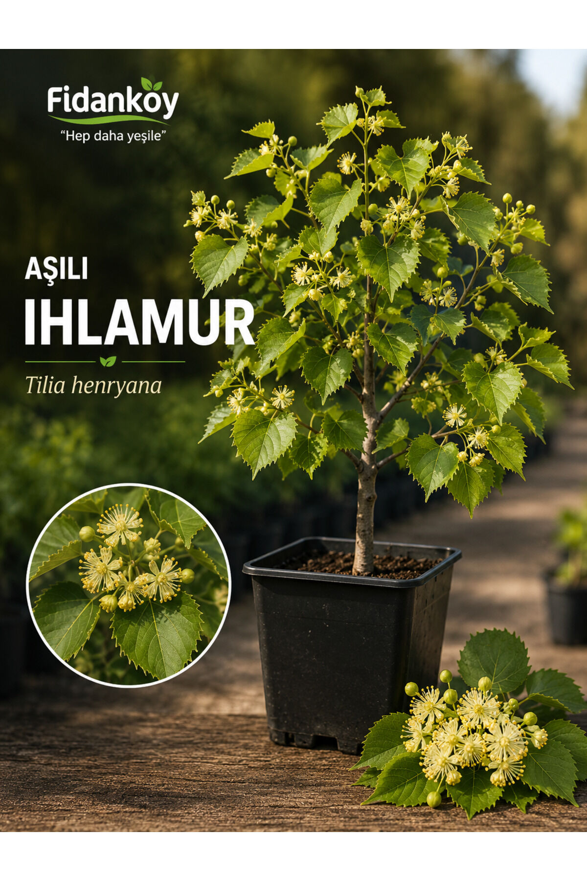 Aşılı Ihlamur (SALKIM IHLAMUR)