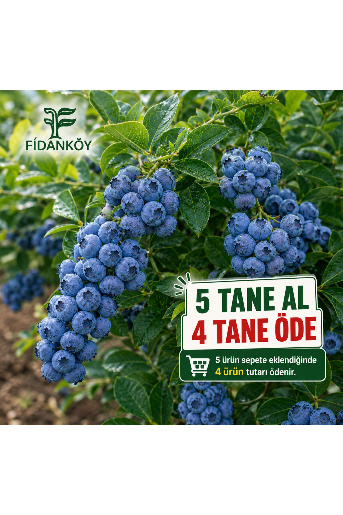 Yaban Mersini Saksılı Blueberry duke cinsi